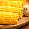 Dujia Wuchang Fresh Yellow Waxy Corn Cobs