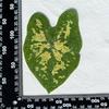 Colorful Caladium Powder Splash Dried Flowers & Leaves for DIY Crafts, Teaching, and Epoxy Photo Frames