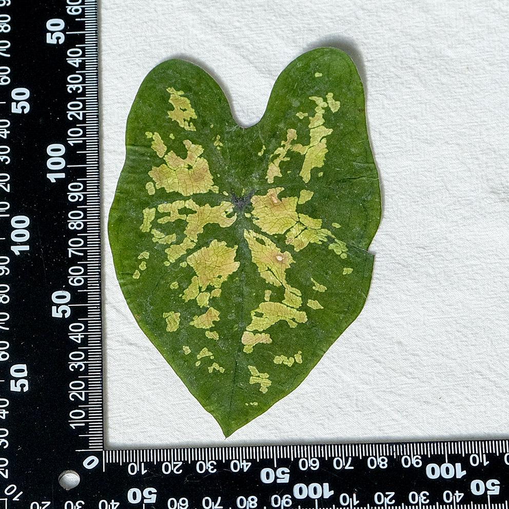 Colorful Caladium Powder Splash Dried Flowers & Leaves for DIY Crafts, Teaching, and Epoxy Photo Frames
