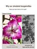 Large Artificial Bougainvillea Tree for Indoor Decoration - Potted Fake Cherry Blossom Plant Ornament