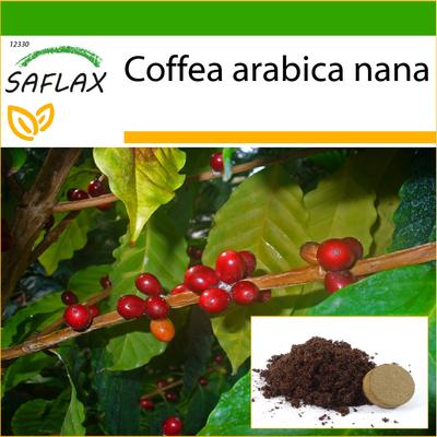 Trpasličí káva - 8 semen - Se substrátem pro zalévání pro lepší pěstování - Coffea arabica nana