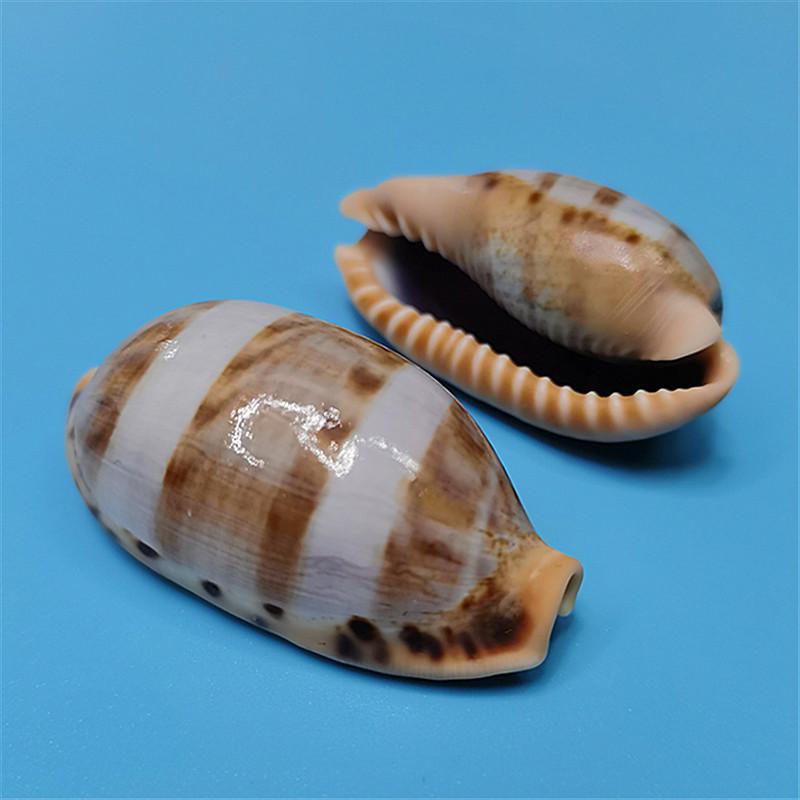 Vzácný přírodní exemplář mušle kauri pro akvárium nebo středomořskou domácí dekoraci