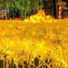 UOSU Solar LED Wheat Spike Garden Lights (3-Pack)