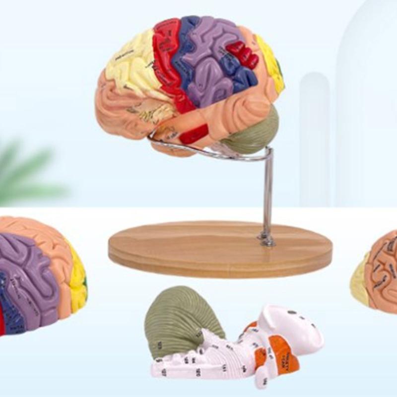Modelo de Anatomía Cerebral Muestra el Tronco Encefálico y Otras Partes del Cerebro Humano