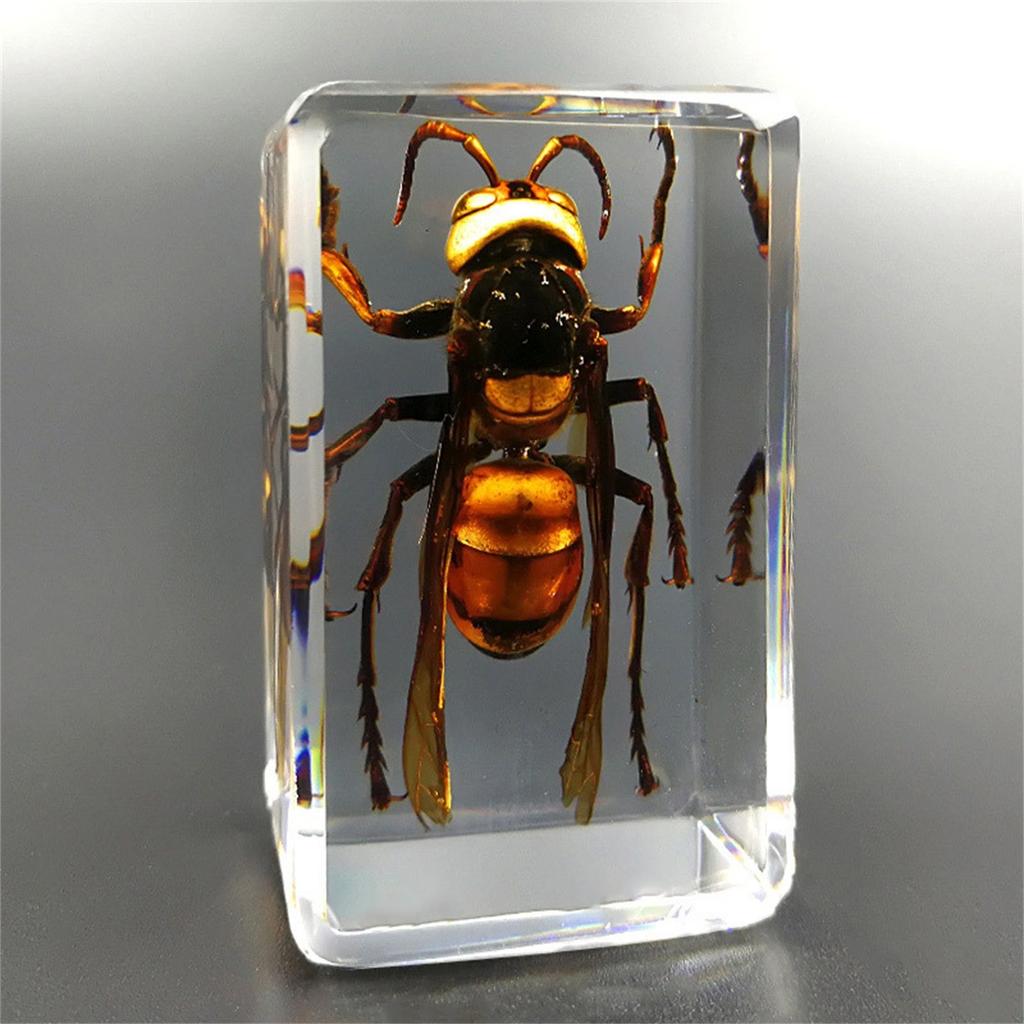 Resin Insect Specimen Block – Real In Clear Epoxy For Science, Education, And Home Décor