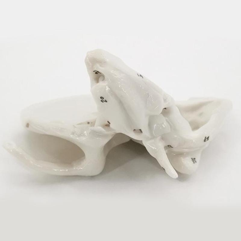 Human Skeleton Anatomical Model Temporal Bone Model Teaching Aid Human Ethmoid Bone Model for Science Class