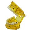 Dental Implant Model Teaching Aid for Dentist Student School Removable Teeth Orthodontic Demo Models Dental Prosthetic Demonstration
