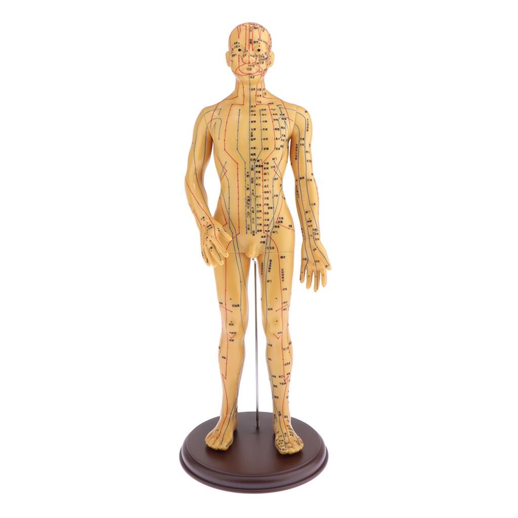 Figure, Male / Full Body