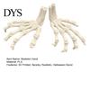 Eco Friendly Halloween Party Supplies Skeleton Hands, 3D Printed Hand Bones Model, Realistic Decorative Hands for Events Spooky Bone Claw Prop