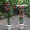 Wrought Iron Rose Climbing Frame for Outdoor Balcony and Courtyard 