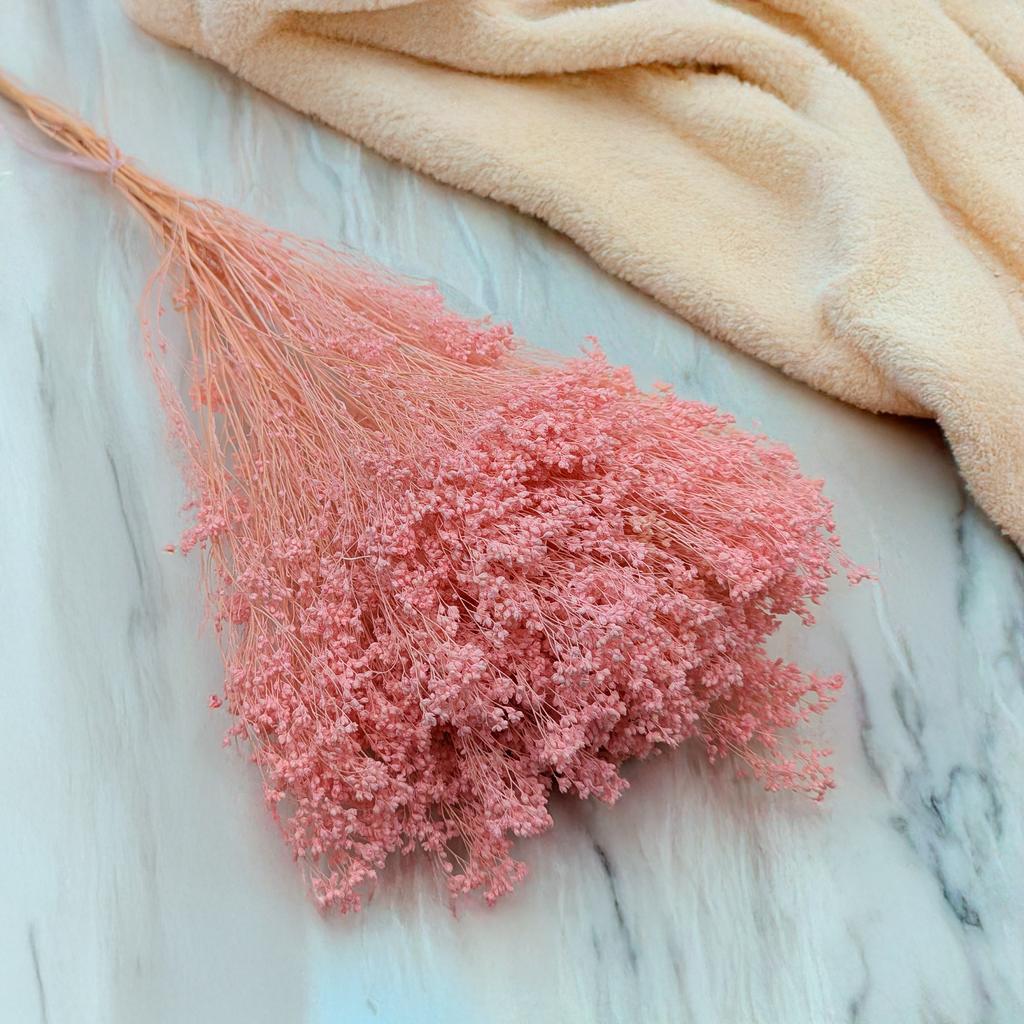 Suszony Broom Bloom - Żarnowiec - Perłowy Różowy