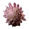 Micro Landscape Ornament Simulation No Watering Realistic Ornaments Flocking Texture Indoor