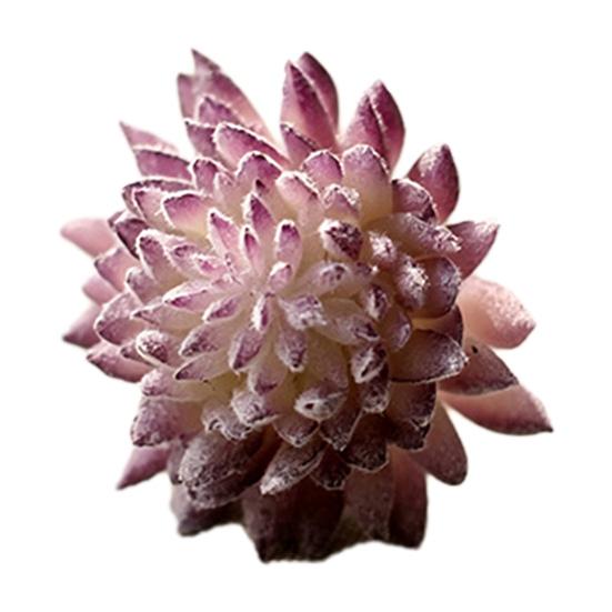 Micro Landscape Ornament Simulation No Watering Realistic Ornaments Flocking Texture Indoor