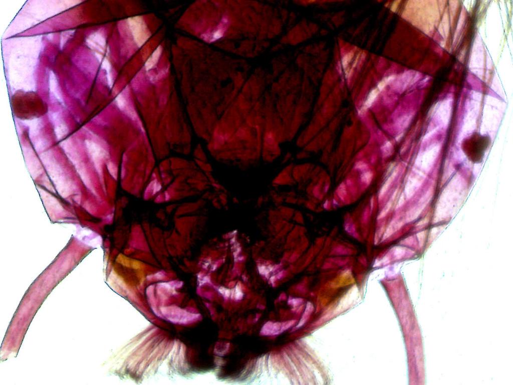 Mikroskop Delta Optical BioLight 300