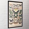 Adolphe Millot Papillon Print