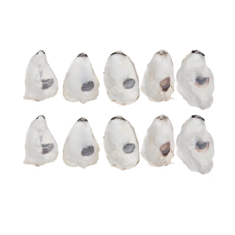 Concave Oysters Shell for Crafts Oysters Shell Bulk, for Home Vases Filler,Xmases Ornament,DIY Art and Crafts Sea Shell