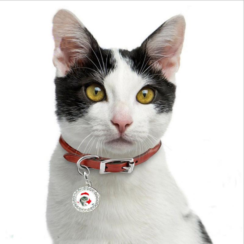 cat collar name plate