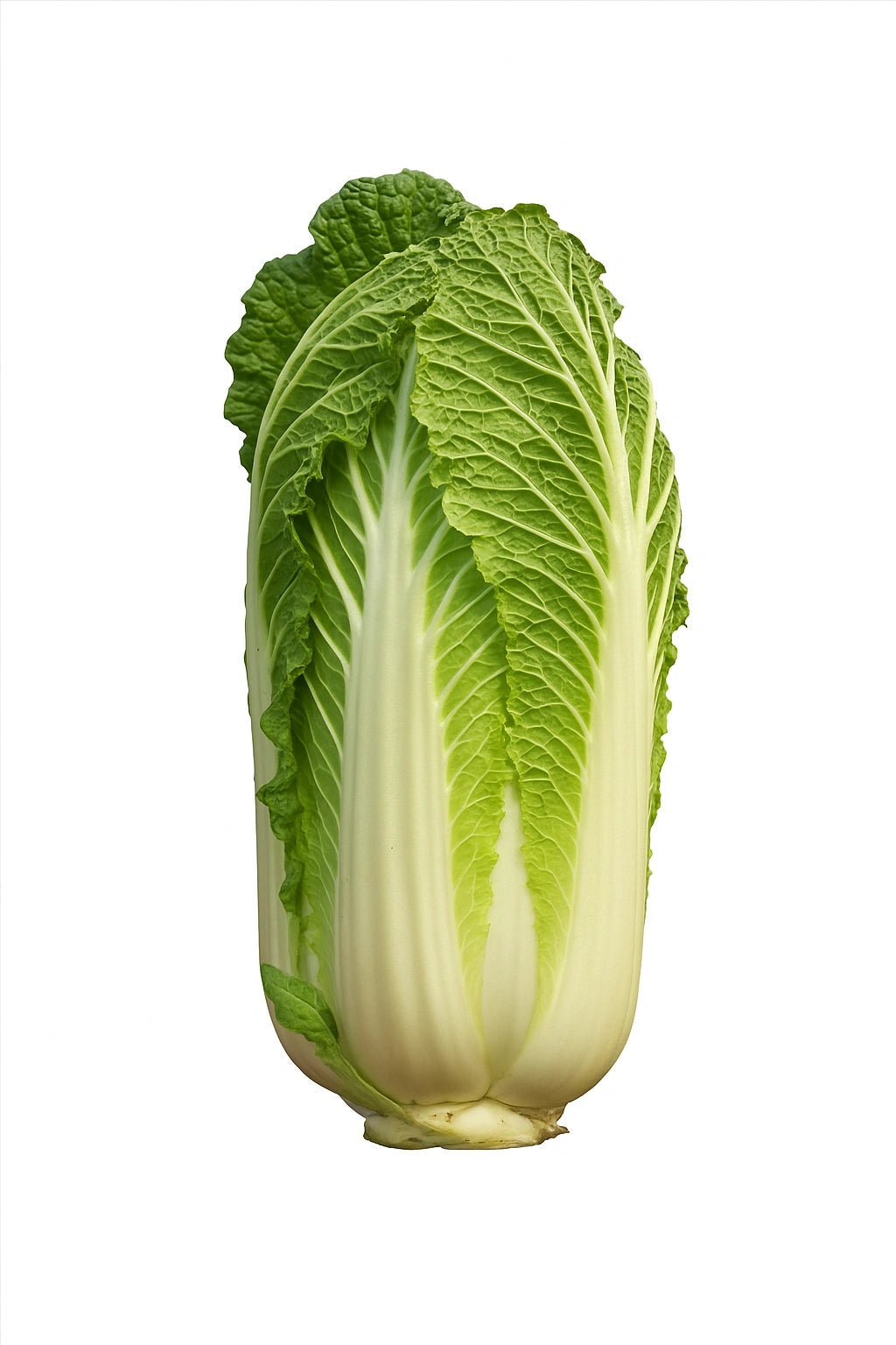

250 Seeds of Chinese Cabbage Pé-Tsaï Granaat (Brassica rapa pekinensis)