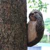 Realistische Faultier-Statue Garten Harz Faultier Kletternd Hängend Baumumarmend & Gucker Tierstatue Heim Landschaftsgestaltung Dekoration Ornament