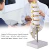 Human lumbar spine model, lumbar spine educational model, spine model, 32cm life-size human lumbar spine model, for education and medical research