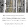 ROUND LAB Birch Juice Moisturizing Tone Up Sunscreen 30ml, 50ml