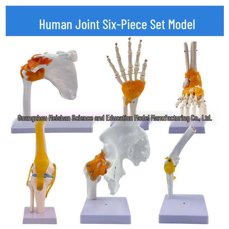 1:1 Human Skeletal Joint Models: Knee, Shoulder, Elbow, Hand, Foot, Hip