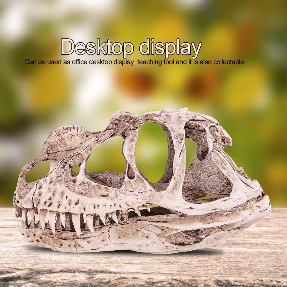 GOTOTOP Dinosaur Skull Model, Dinosaur Skull Model Simulated Animal Skeleton Lifelike Teaching Skeleton Model for Home Office Aquarium Bar Party