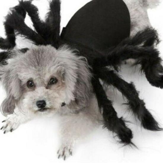 Pet Spider Costume: Scary Plush Transformation Outfit for Small Dogs and Cats