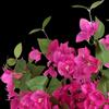 5Pcs Silk Flower Silk Fake Flower Realistic Blooms DIY Artificial Bougainvillea Flexible Plastic Faux Triangle Plum
