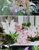 3D Painted Butterfly Wedding Backdrop with Scenery and Props for Photography and Décor
