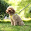 Black Adjustable P-chain Leash Puppy Cat Harness Yellow Vest Leash Dog Leash Set