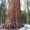 10 SEEDS OF GIANT SEQUOIA - FRESH SEEDS
