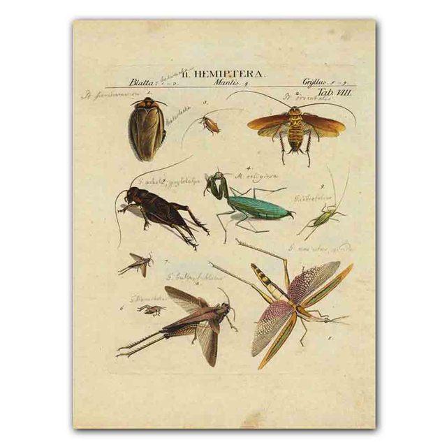 Nordic RETRO Art Canvas Painting Butterfly Insect Evolution Poster Living Room Corridor Wall Painting Home Decoration Mural No Frame