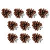 10pcs Bird Bite Pine Cones Natural Pine Cone Chewing Bird Toy for Parakeet Cockatiel Conure Finch Budgie Macaw