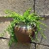 Ge Kiln Style Ceramic Wall Planter