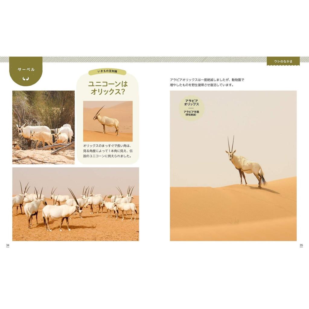 Animal Photo Book Horns and Antlers Comparison Ikimono Shashinkan 3 Japanese Picture Book
