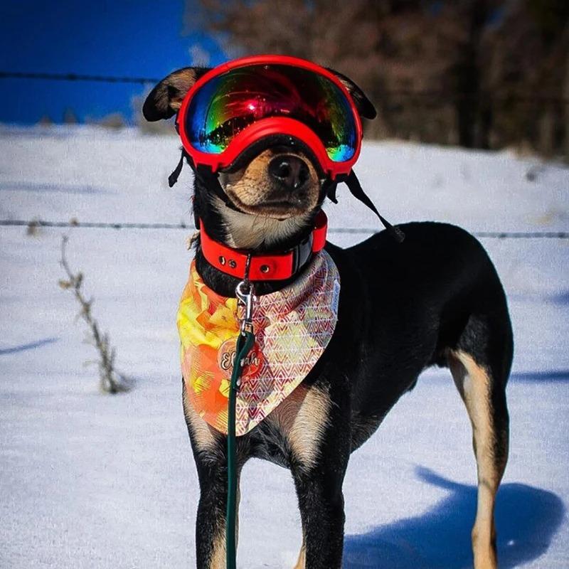 Köpek Gözlükleri UV Korumalı Güneş Gözlükleri Gözlük Koruyucu Ayarlanabilir Rüzgar Geçirmez Evcil Hayvan Köpek Malzemeleri Seyahat İçin