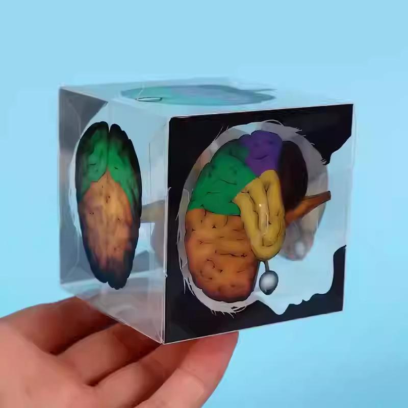 DIY Human Brain Model Kit for Elementary Science Experiments and Teaching Aids