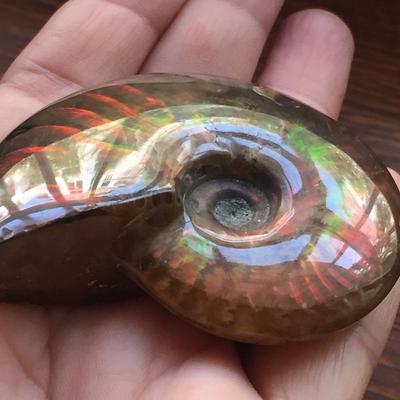 Edelstein-Sammlerstücke Natürliches schillerndes Ammoniten-Exemplar Fossil Madagaskar-Stein Ammolith Facette