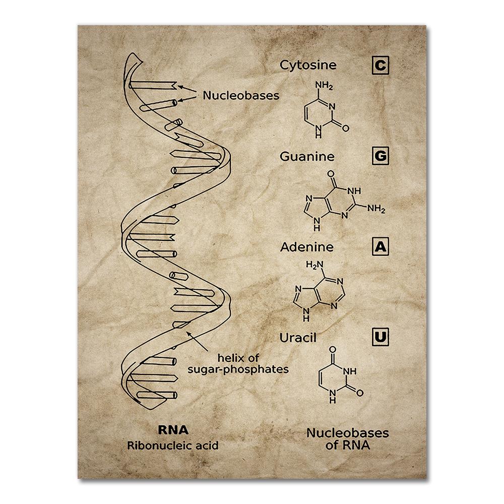 DNA und RNA Genetischer Code Wandkunst Leinwandbild Drucke Genetik Biochemie Studenten Geschenk Vintage Poster Wissenschaftliche Wanddekoration