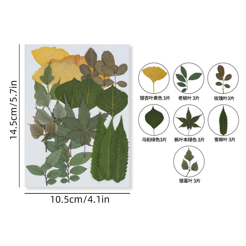 21PCS Set Dried Pressed Plants Leavse for Jewelry Resin Making Natural Green Leaves Flowers Material for DIY Supplies