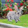 1/3pcs Easter Rabbit Yard Signs Spring Yard Stake Decorative Garden Stakes for Indoor Outdoor Courtyard Lawn Decoration