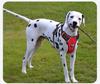 Explosion-Proof Reflective Dog Harness for Medium & Large Dogs - Breathable Oxford Cloth Vest with Leash