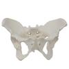 Medical teaching tools Skeleton PVC model Student teaching equipment Knee joint model Skin Model Vertebral model