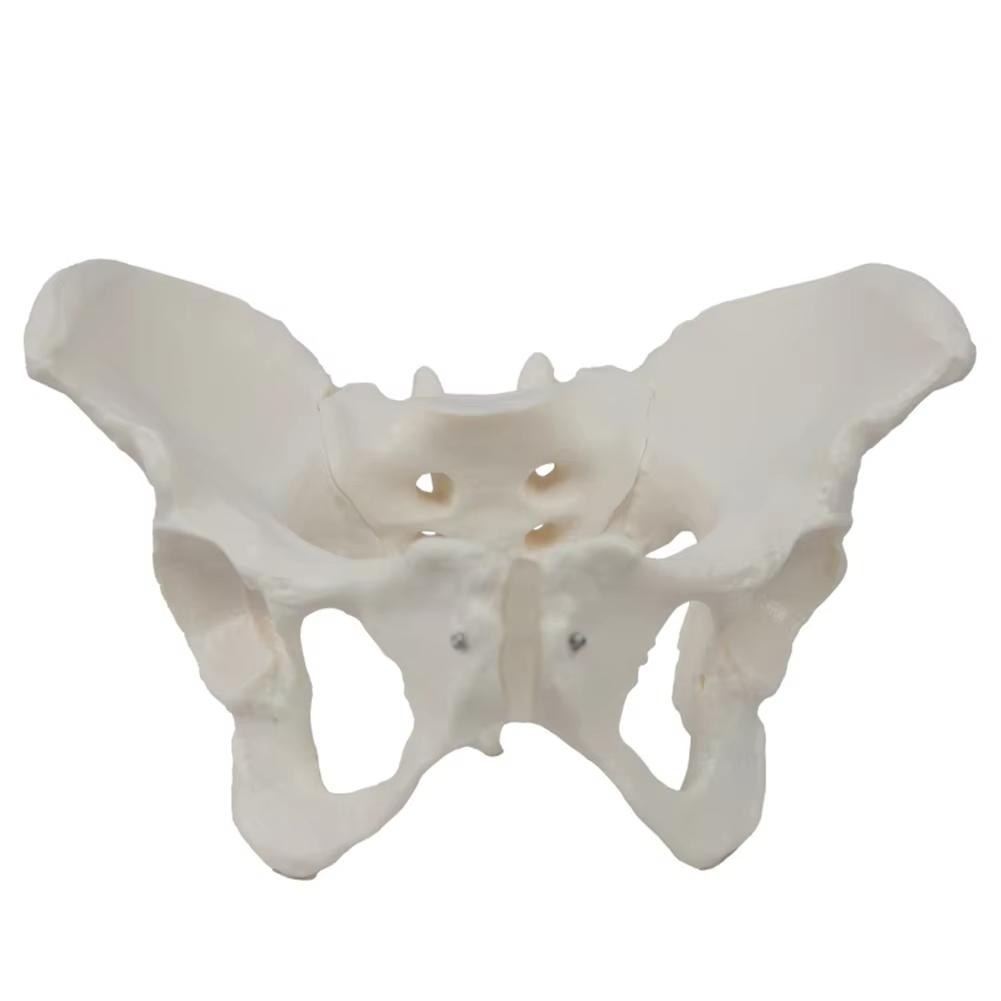 Medical teaching tools Skeleton PVC model Student teaching equipment Knee joint model Skin Model Vertebral model