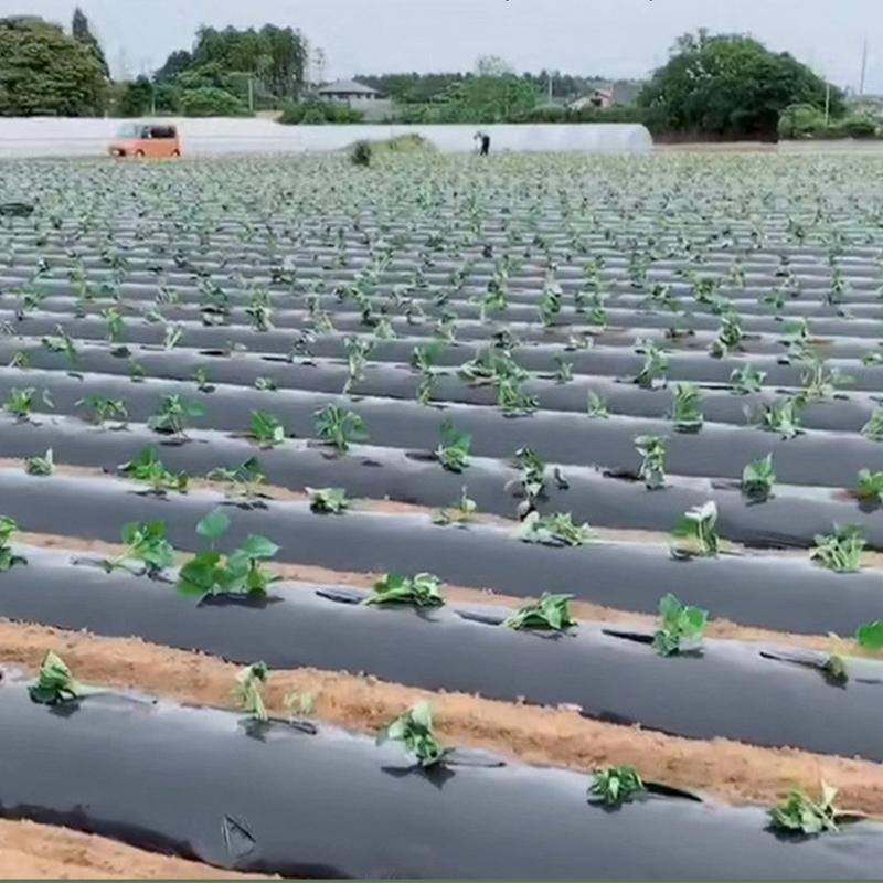 Buy Plastic Film with Planting Holes Garden Weed Control Barrier Film