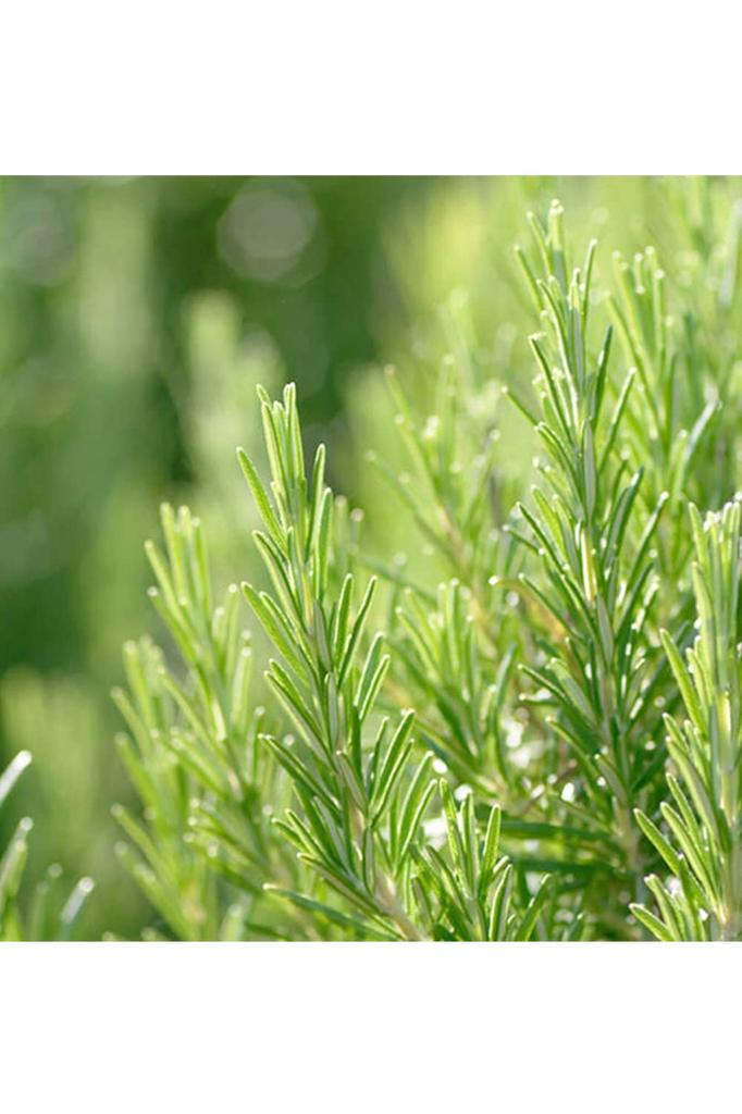 WELEDA Молочко для ванни з розмарином Косметика для ванни Освіжаюча ванночка для ніг Ванночка для рук Прозорий аромат розмарину Натуральні інгредієнти Органічний [Офіційний]