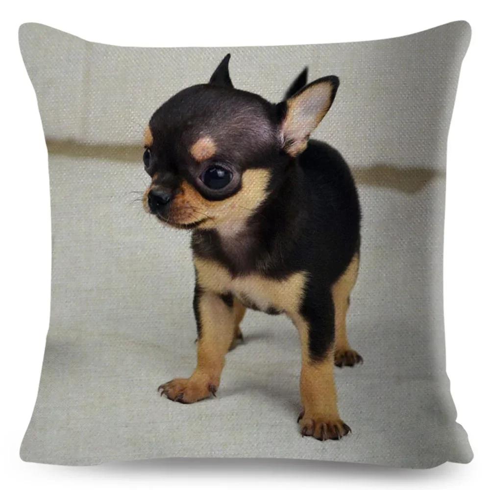 

Cute Little Dog Chihuahua Cushion Cover Decor Lovely Pet Animal Pillowcase Polyester Throw Pillow Case for Sofa Home Car ,(4) 66x66cm