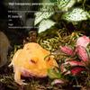 Acrylic Terrarium for Reptiles and Insects