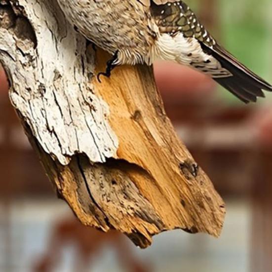 Bird Ornament 2D Wooden Bird Hanging Sign Rustic Decorative Wall Plaque for Farmhouse Porch Yard Wall Decor